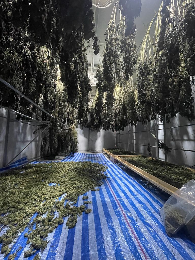 Drying and trimming room with hanging harvest