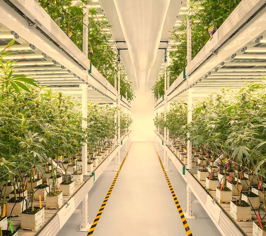 Indoor cannabis grow corridor under LED lighting