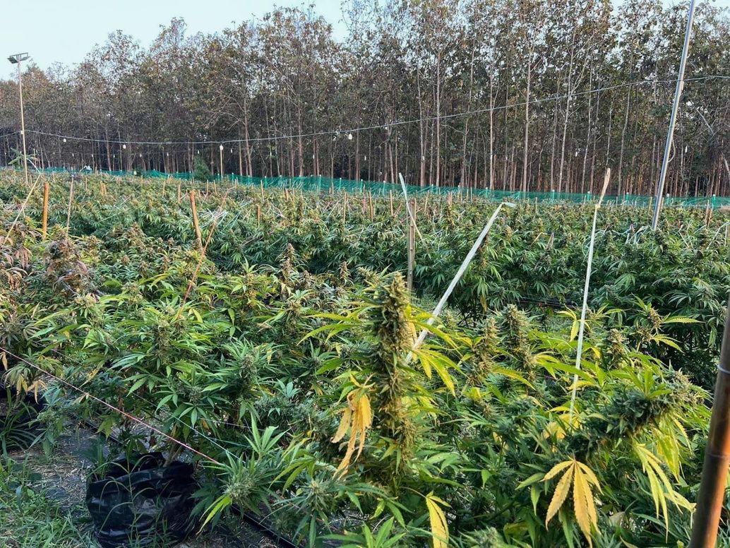 Outdoor cannabis cultivation field